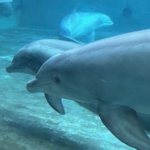 Bottlenose Dolphins