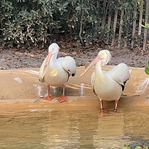 American White Pelicans