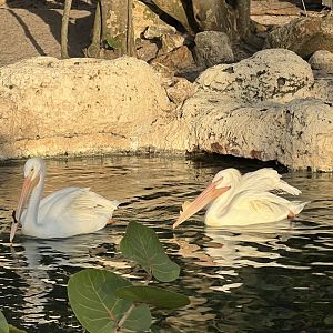 American White Pelicans