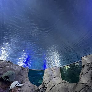 Manta Aquarium