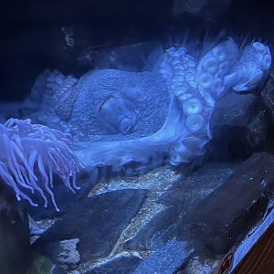 Giant Pacific Octopus