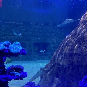 Manta Aquarium