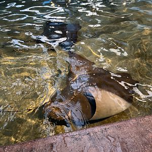 Cownose Ray