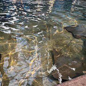 Cownose Rays