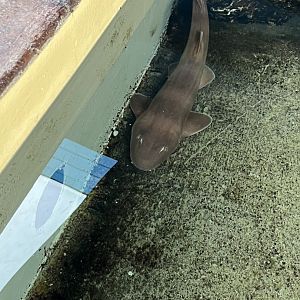 Brown-Banded Bamboo Shark