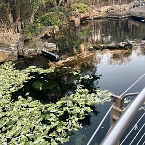 West Indian Manatee Exhibits