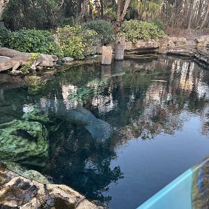 West Indian Manatee Exhibit
