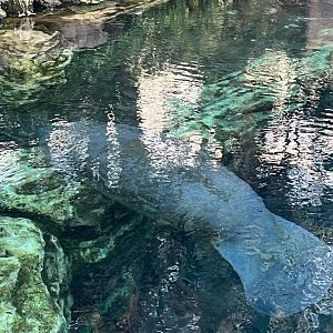 West Indian Manatee