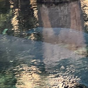 West Indian Manatees