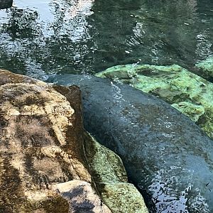 West Indian Manatee