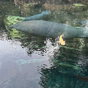 West Indian Manatees