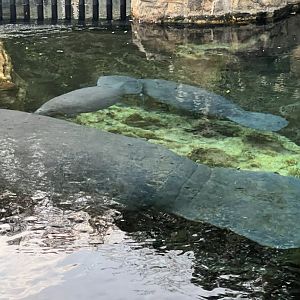 West Indian Manatees