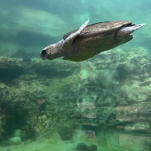 Kemp’s Ridley Sea Turtle