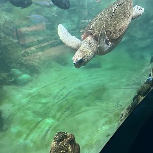 Kemp’s Ridley Sea Turtle