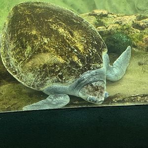 Olive Ridley Sea Turtle