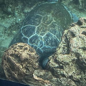 Green Sea Turtle