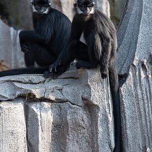 Rainforest Wild Asia- Francois Langur