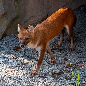 Rainforest Wild Asia- Red Dhole