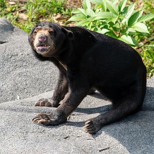 Rainforest Wild Asia- Malayan Sun Bear