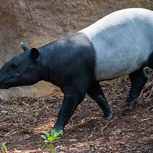 Rainforest Wild Asia- Malayan Tapir