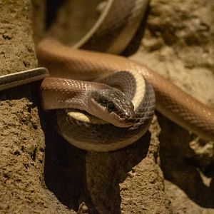 Rainforest Wild Asia- Ridley's Beauty Snake