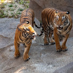 Rainforest Wild Asia- Malayan Tiger