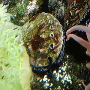 ID? - National Aquarium in Baltimore