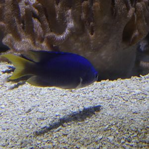 ID? - National Aquarium in Baltimore