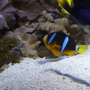 ID? - National Aquarium in Baltimore