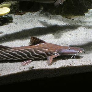 ID? - National Aquarium in Baltimore