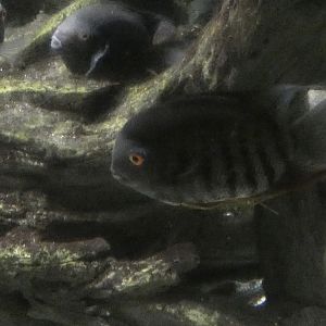 ID? - National Aquarium in Baltimore