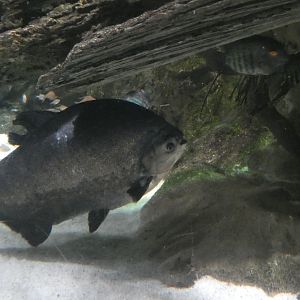 ID? - National Aquarium in Baltimore