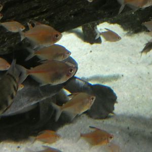 ID? - National Aquarium in Baltimore