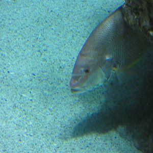 ID? - National Aquarium in Baltimore