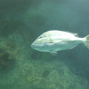ID? - National Aquarium in Baltimore