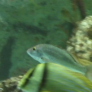 ID? - National Aquarium in Baltimore