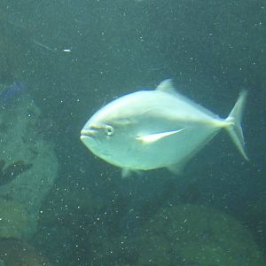ID? - National Aquarium in Baltimore