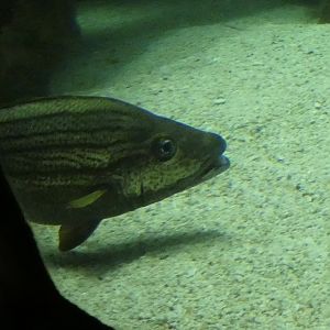 ID? - National Aquarium in Baltimore