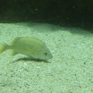 ID? - National Aquarium in Baltimore