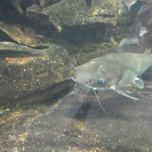 ID? - National Aquarium in Baltimore