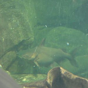 ID? - National Aquarium in Baltimore