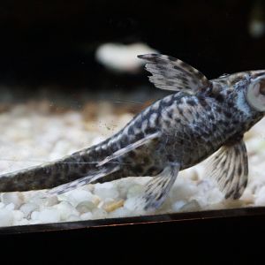 Fish ID? Smithsonian