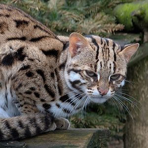 Leopard Cat, Axe Valley Wildlife Park