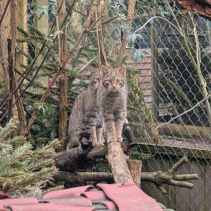 Scottish Wild Cat, Axe Valley Wildlife Park