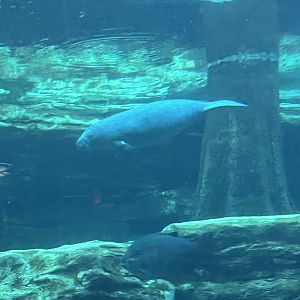 West Indian Manatee