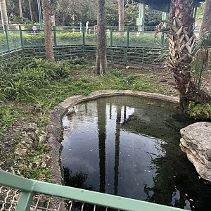American Alligator Exhibit