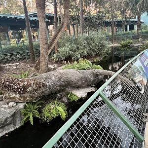 American Alligator Exhibit