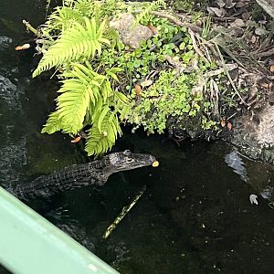 American Alligator