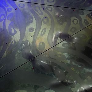 Journey to Atlantis Floor Tank