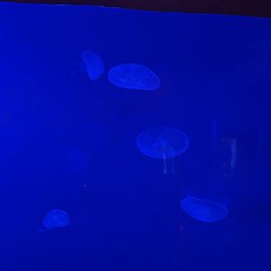 Moon Jellies